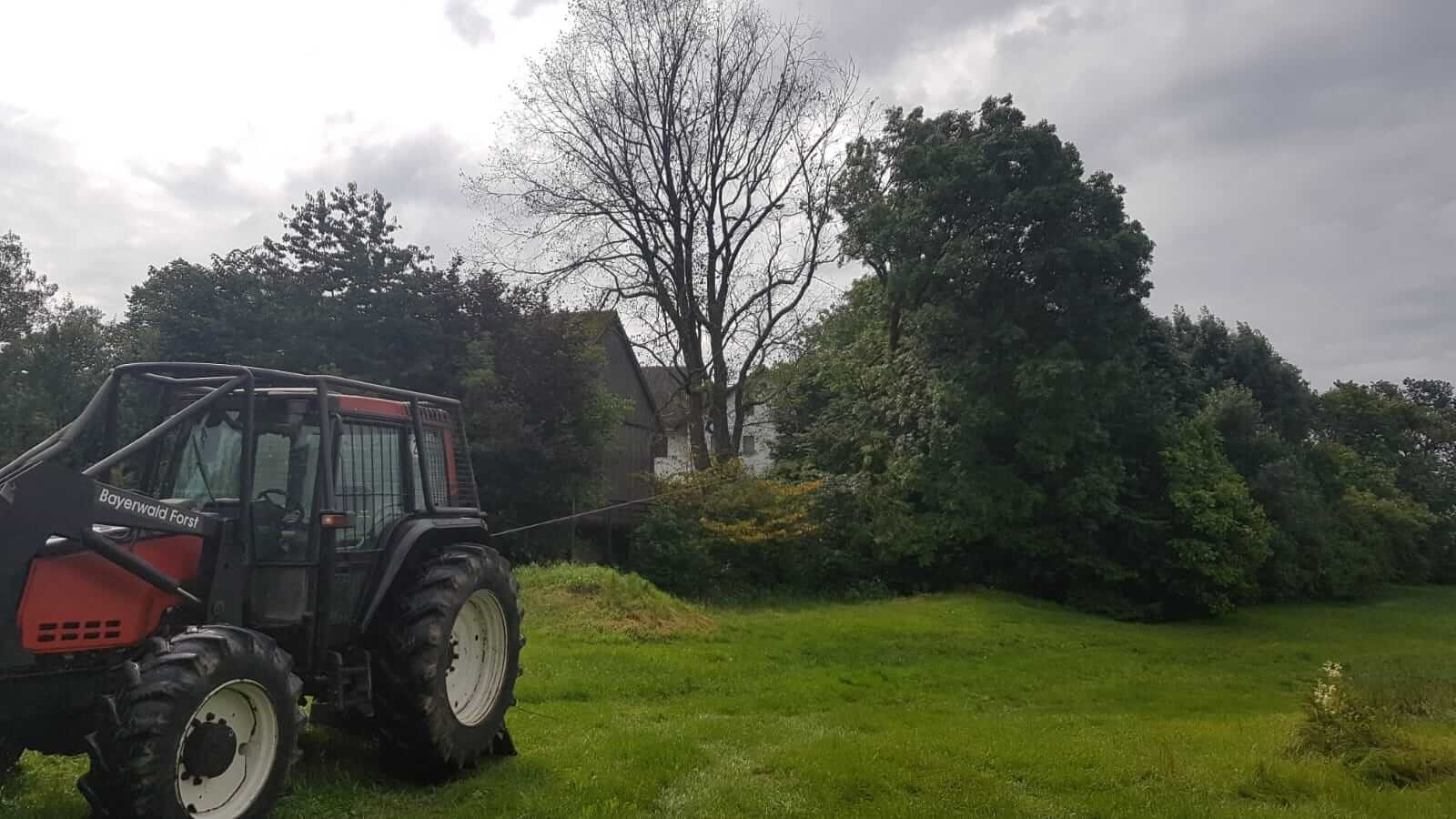 Problembaumfällung aber sicher! Bayerwaldforst